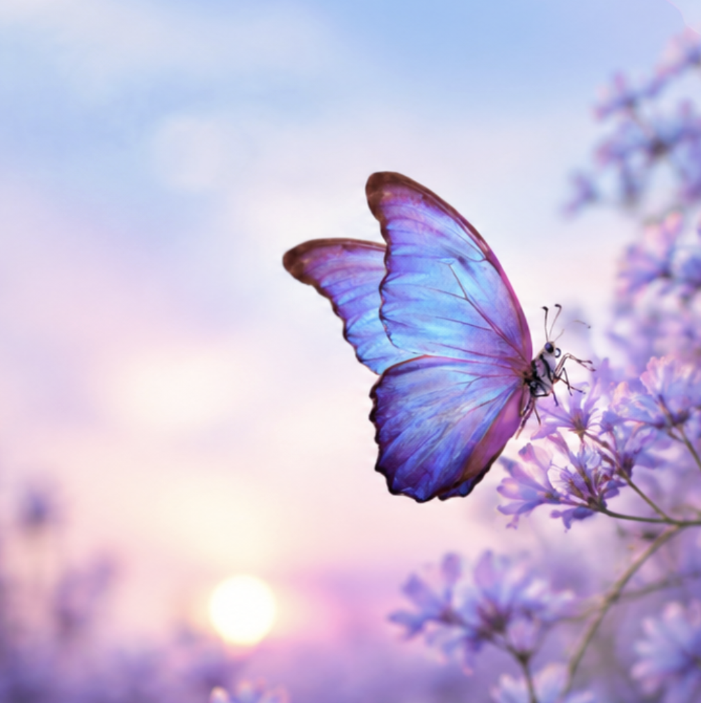 Blue morpho butterfly on lavender flowers at sunset